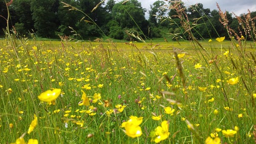 Summer meadow, Dinefwr, Carmarthenshire